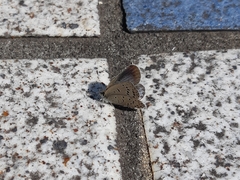 Pseudozizeeria maha