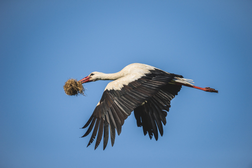 Cigogne blanche