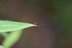 Prodasineura croconota