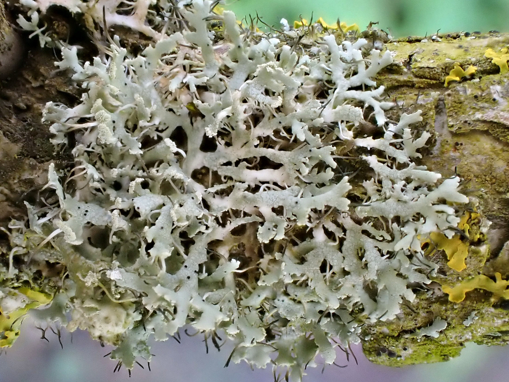 Fringed Rosette Lichen