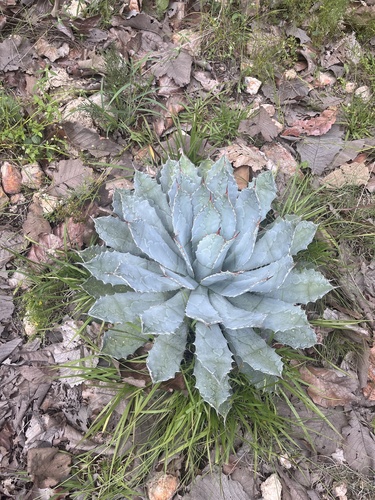 Agave guadalajarana