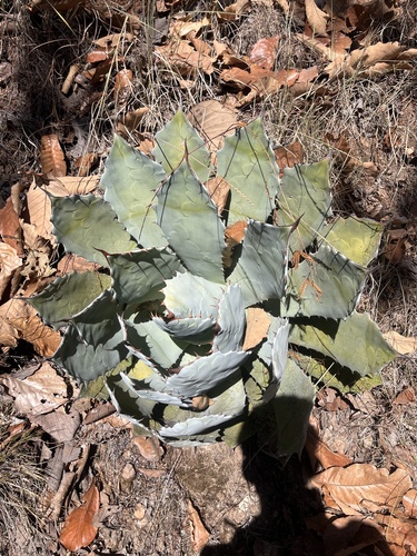 Agave guadalajarana