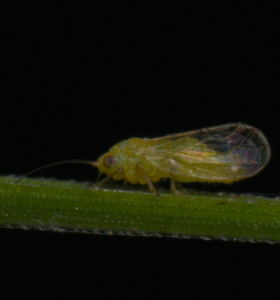 Heteropsylla quassiae