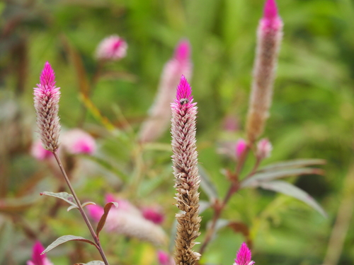 Celosia spicata