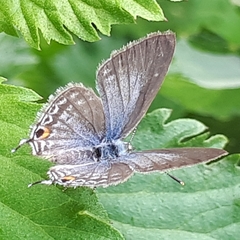 Catochrysops panormus