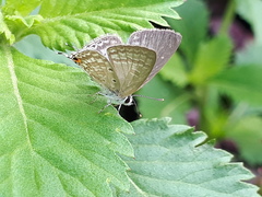 Catochrysops panormus