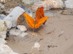 Vindula dejone bagrada