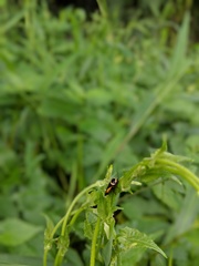 Hemithyrsocera vittata
