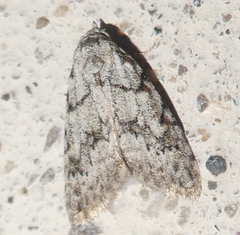 Nola cicatricalis