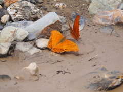 Vindula dejone bagrada