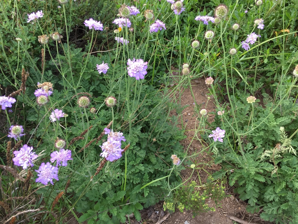 Beach Scabious
