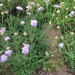 Beach Scabious - Photo (c) jrob_garden, some rights reserved (CC BY-NC)
