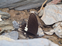 Papilio polytes timorensis