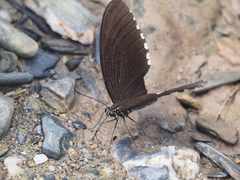 Papilio polytes timorensis