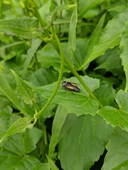 Hemithyrsocera vittata