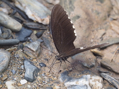 Papilio polytes timorensis