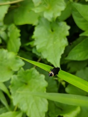 Hemithyrsocera palliata