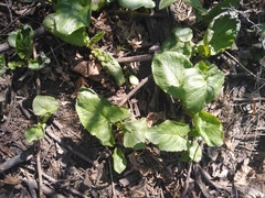 Cicerbita macrophylla uralensis