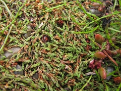 Crassula sinclairii