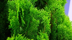 Platycladus orientalis