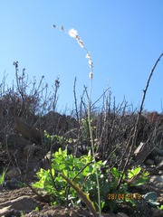 Eriospermum lanceifolium