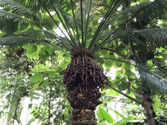 Cycas rumphii