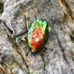 Protaetia speculifera