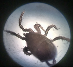 Parasitellus fucorum