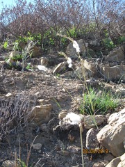 Eriospermum lanceifolium
