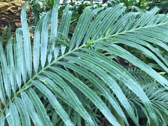 Cycas rumphii