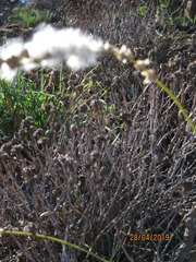 Eriospermum lanceifolium