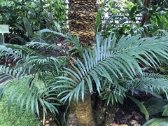 Cycas rumphii