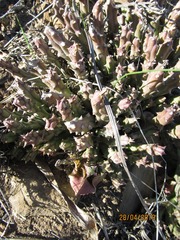 Orbea variegata