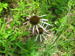 Echinacea laevigata