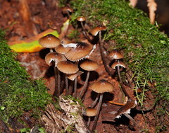 Mycena mulawaestris