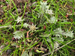 Eryngium vesiculosum