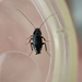 Phyllodromica pulcherrima - Photo no rights reserved, uploaded by Harukano