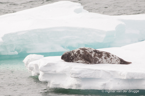 Hooded Seal
