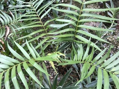 Zamia prasina