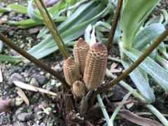 Zamia prasina