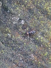 Litargus connexus