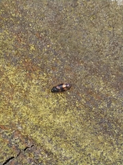 Litargus connexus