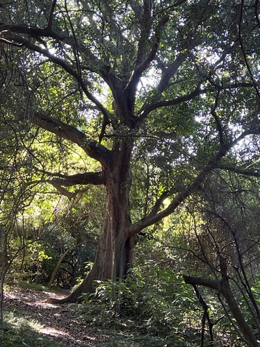 Celtis mildbraedii (Celtis mildbraedii)