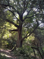Celtis mildbraedii, photograph (c) higgy, some rights reserved (CC BY-SA)