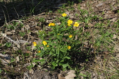 Ranunculus fallax