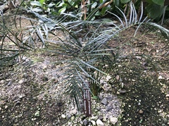 Macrozamia mountperriensis
