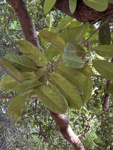 Celtis mildbraedii, photograph 2