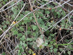 Chenopodium triandrum