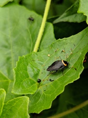 Hemithyrsocera palliata