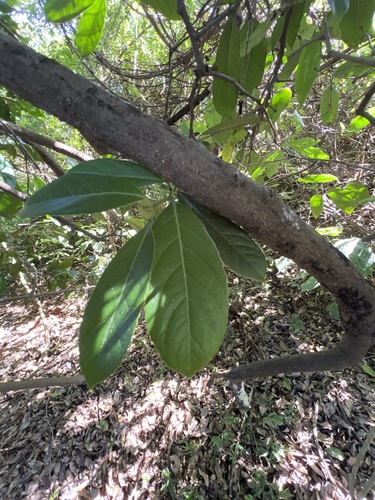 Celtis mildbraedii, photograph 3